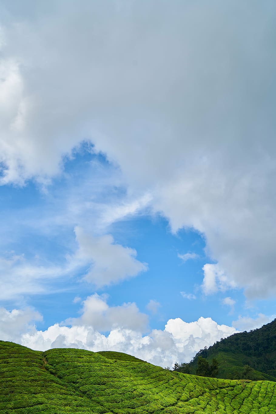 mountain, nature, taylor, tree, grass, cloud, spring, high HD wallpaper
