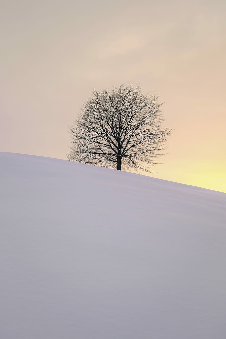 leafless tree on the hill, tree in the middle of ice field, sunrise HD wallpaper