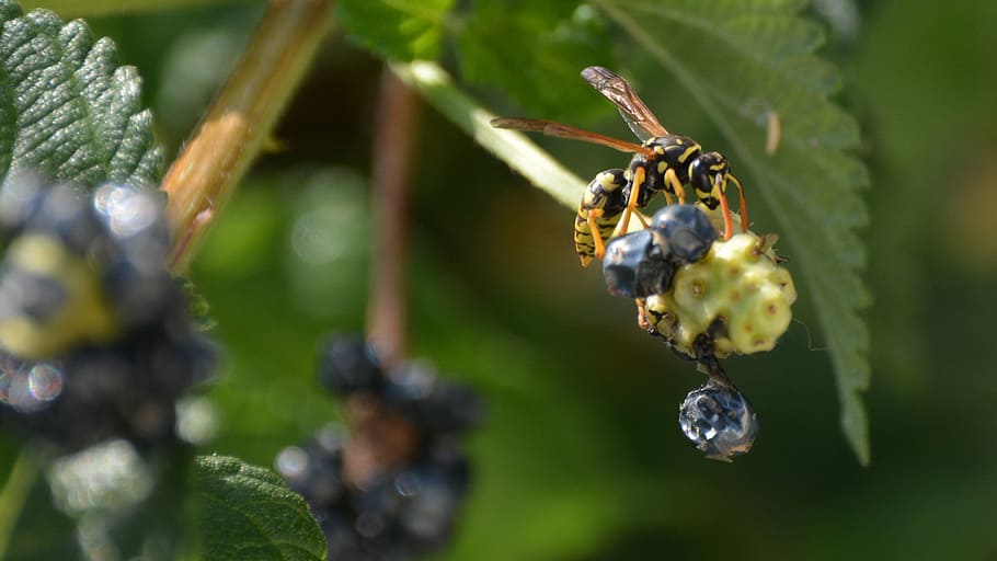 wasp, fruit, flower, animals, nature, leaf, insects, macro HD wallpaper