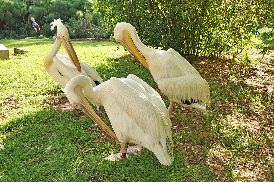 Pelican, Bird, Nature, Feathers, White, beak, animal, park, HD wallpaper