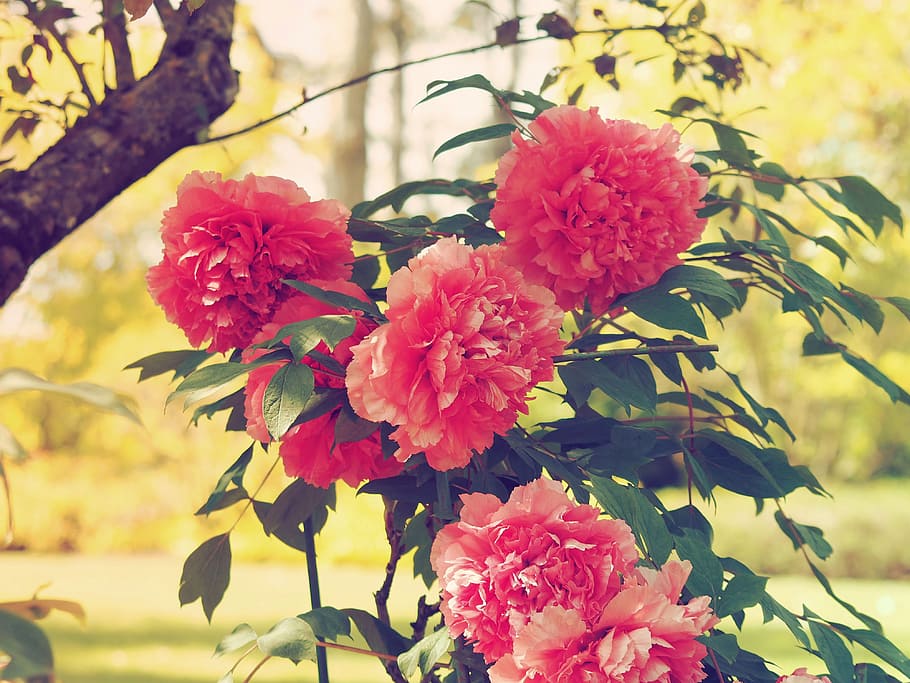 Flowers, Peonies, Pink, Spring, Garden, red flower, hatching HD wallpaper