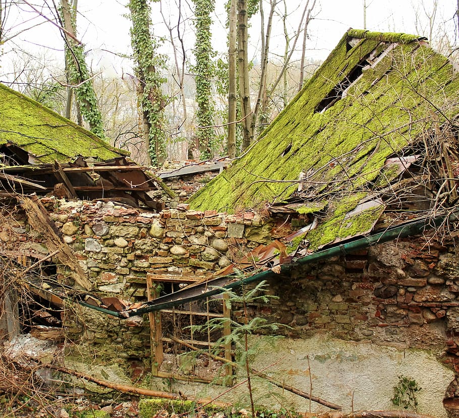 lapsed, lonely, old, ruin, old cottage, destroyed, plant, tree HD wallpaper