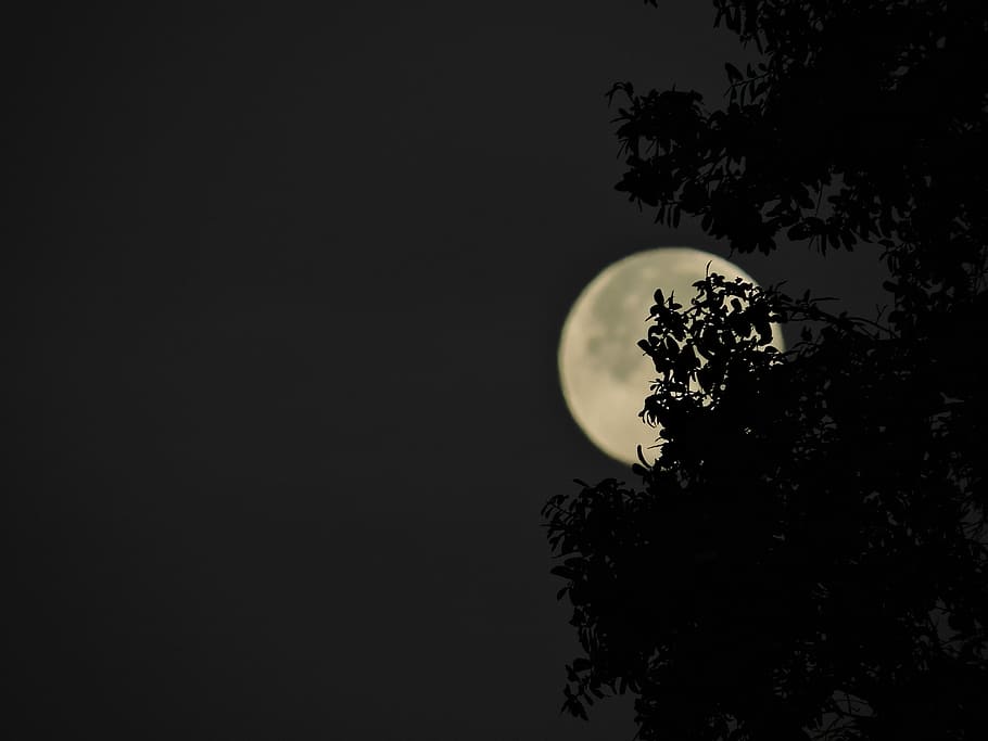full moon covering tree leaves, silhouette of tree during full moon HD wallpaper