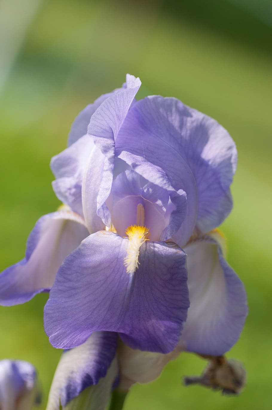 iris, blossom, bloom, close, flowering plant, petal, beauty in nature HD wallpaper