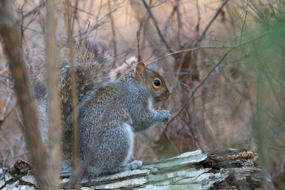 squirrel, wild, forest, animal wildlife, animal themes, rodent HD wallpaper