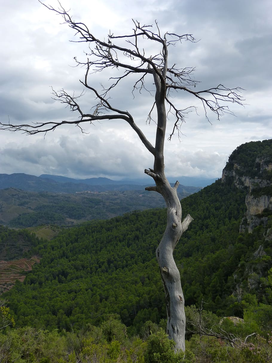 dead tree, trunk, forest, symbol, metaphor, scenics - nature HD wallpaper