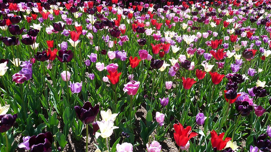 tulip, central park, spring, garden, red, green, flowers, nature HD wallpaper