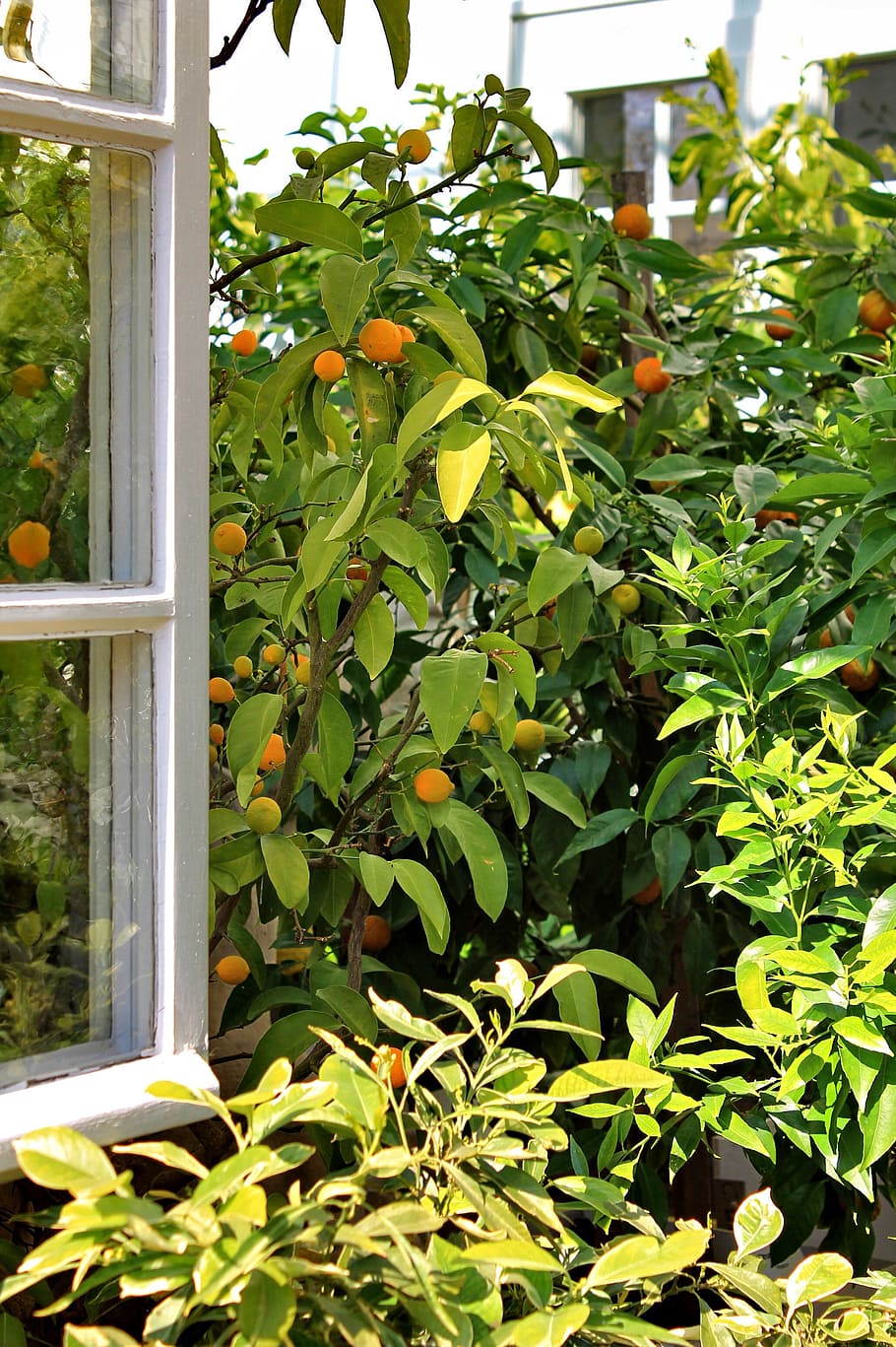 window, open, tree, oranges, emerge, view, green, pipe dream HD wallpaper