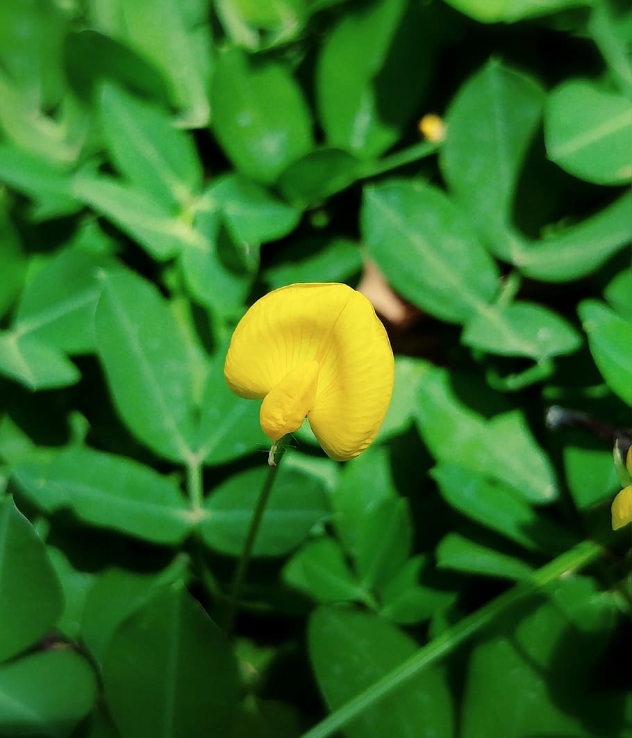 flower, yellow, tiny, plantation, growth, fragility, beauty in nature HD wallpaper