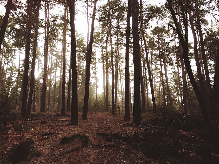forest during daytime, green leafed trees, brown, nature, fog HD wallpaper