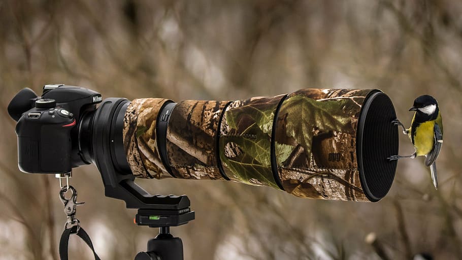 tree camouflage DSLR camera with bird, sykora, small, curious HD wallpaper