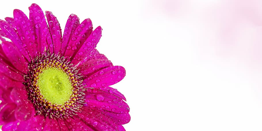 pink Gerbera daisy in bloom, flower, thank you, flowers, flora, HD wallpaper
