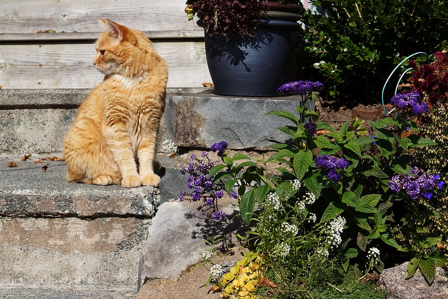 orange cat, outdoor, kitty, steps, sitting, looking, mammal HD wallpaper