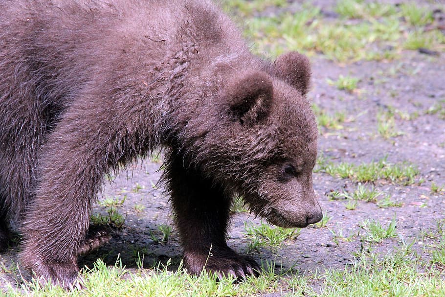 brown bear, ursus arctos, kamchatka bear, animals, bears, animal world, HD wallpaper