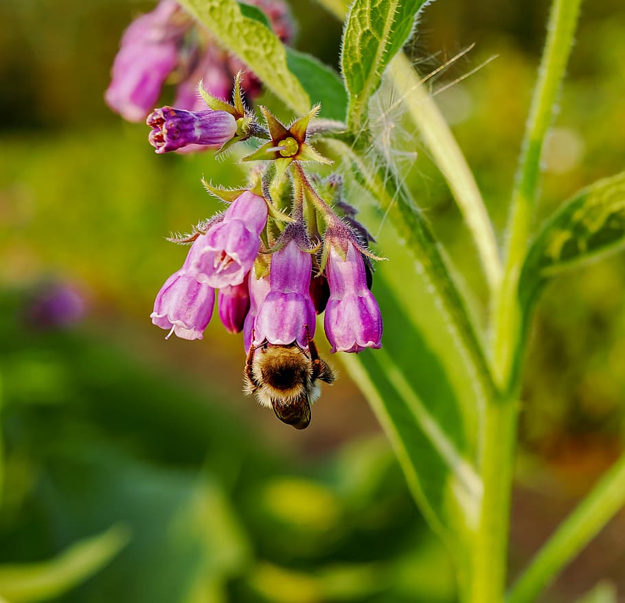 selective focus photography bumblebee zipping nectar, true comfrey HD wallpaper