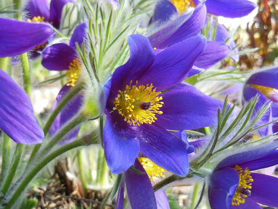 pasque flower, spring, flora, violet, plant, nature, purple HD wallpaper