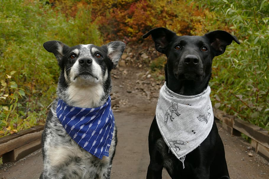 two dogs in blue and white neck scarves, two black dogs wearing handkerchief sitting near plants at daytime, HD wallpaper