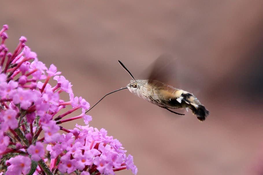 yellow and black hummingbird moth perched on pink flower selective focus photography, HD wallpaper