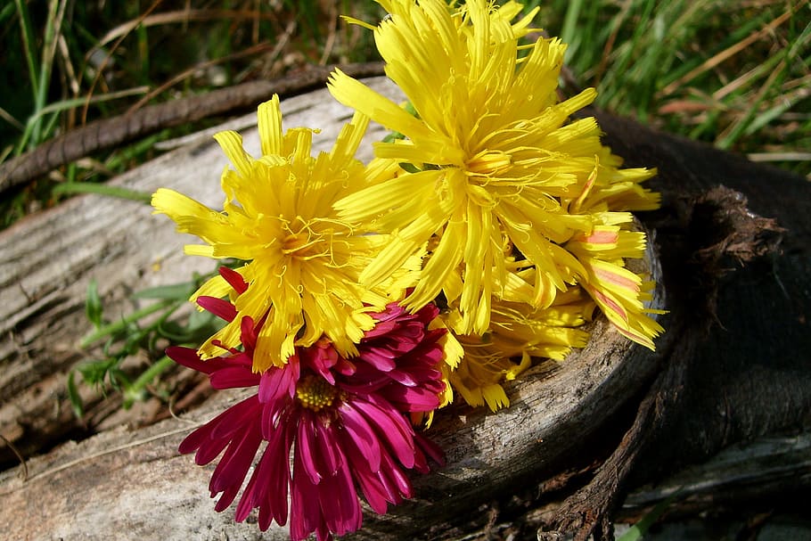flowers, composition, nature, flowering plant, fragility, vulnerability HD wallpaper