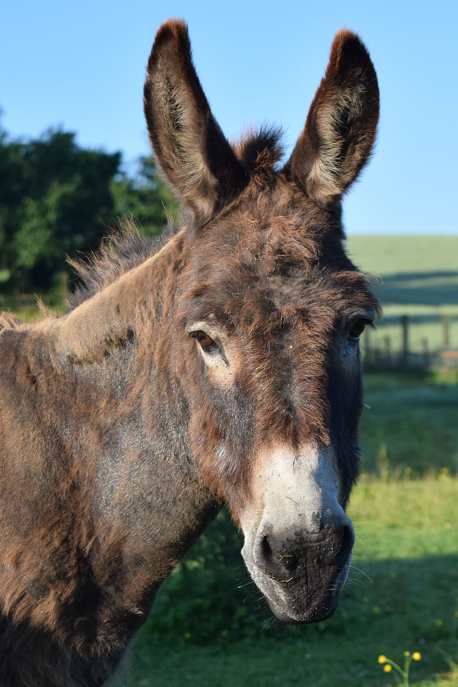 donkey, view, interest, head, mammal, animal themes, domestic animals HD wallpaper