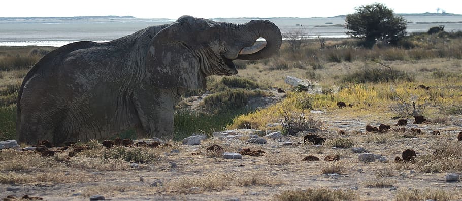 elephant during daytime, etosha, namibia, animal, mammal, animal themes HD wallpaper