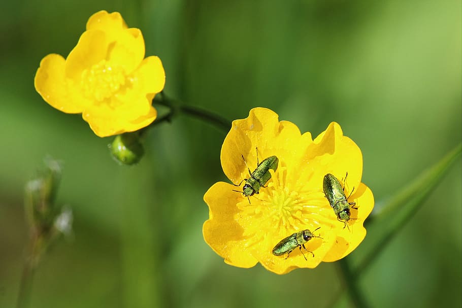 blossom, bloom, beetle, spring, insect, flower, nature, plant HD wallpaper
