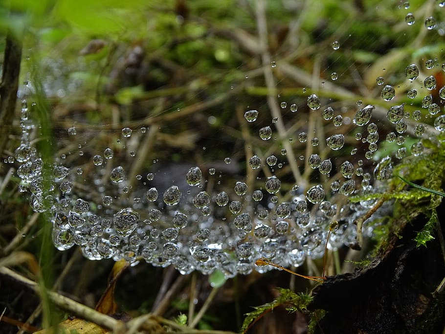 dew, water-drop, moss, macro, dew-drop, nature, wet, green HD wallpaper