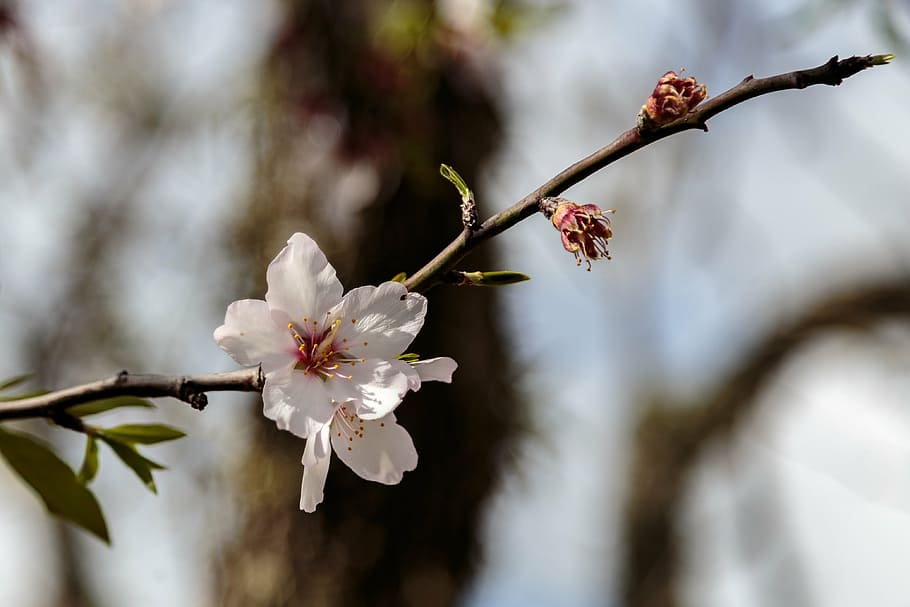 blossom, bloom, mallorca, macro, plant, flower, flowering plant HD wallpaper