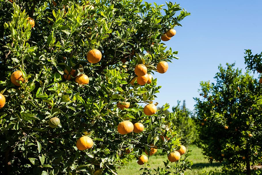 orange, production, packing, work, fruit, healthy eating, food and drink HD wallpaper