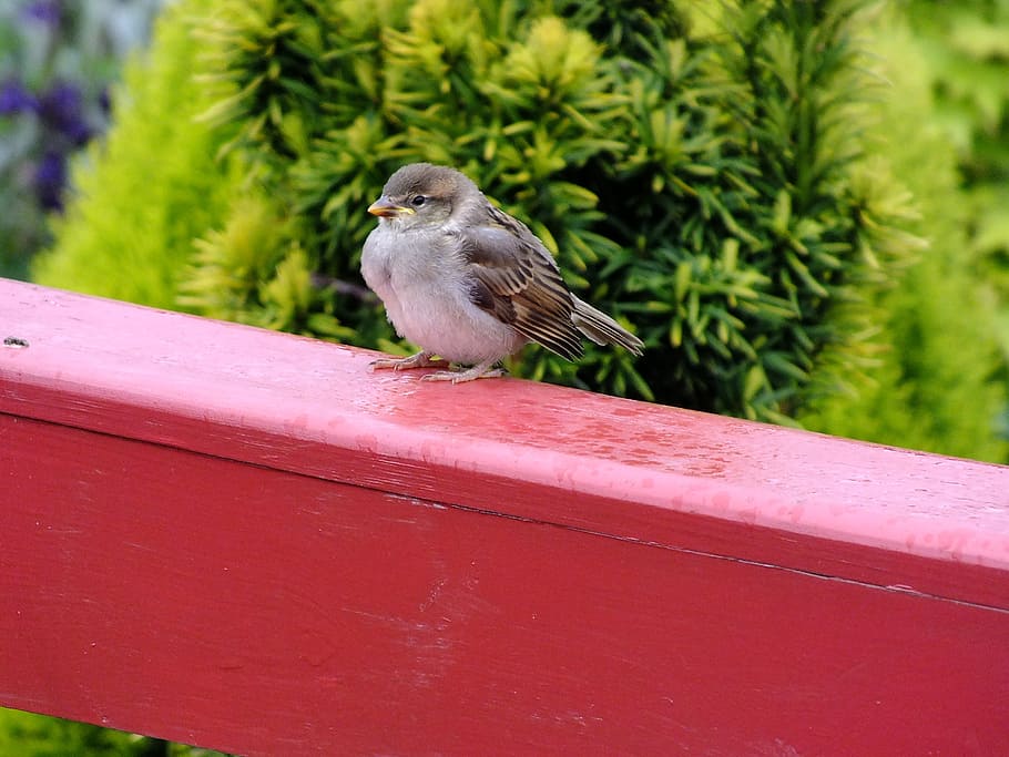 sparrow, bird, balcony, animal themes, one animal, vertebrate HD wallpaper