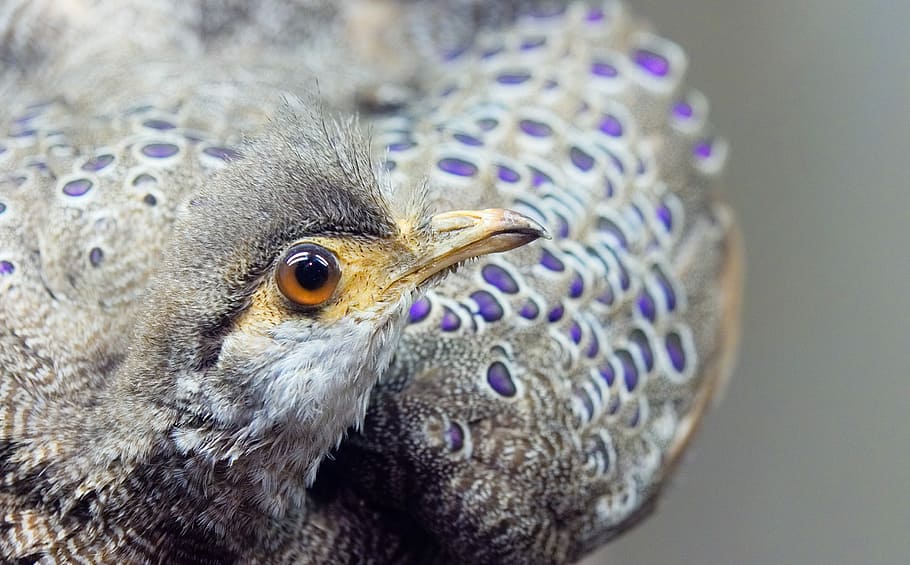 closeup photo of grey bird, Peacock, Pheasant, black, stuffed, HD wallpaper