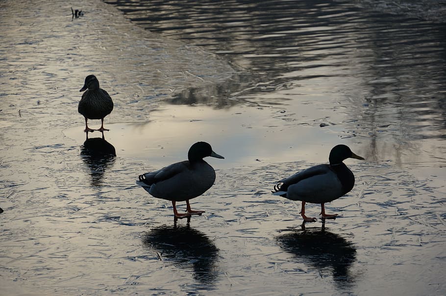 ducks, lake, winter, natural, evening, twilight, bird, animals in the wild HD wallpaper