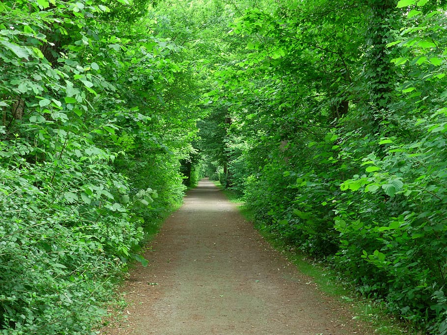 Forest, Away, Path, Trees, Trail, forest path, green, walk HD wallpaper