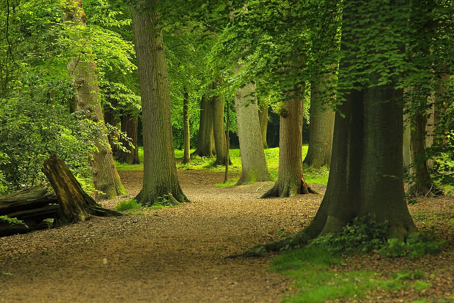 photography of green leafed trees, forest, nature, plant, growth HD wallpaper