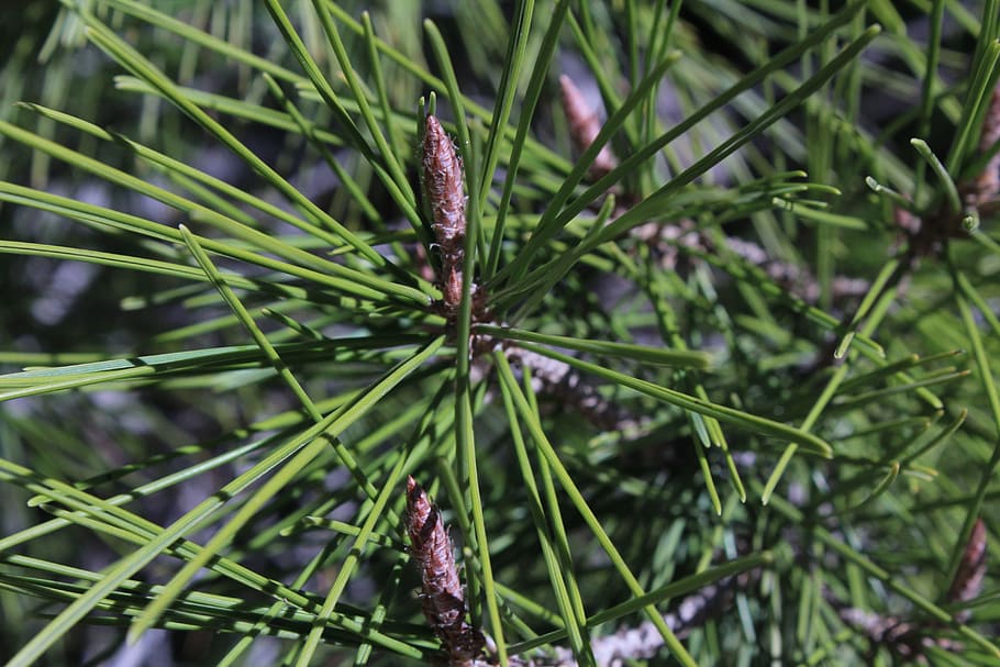 Pine, Needles, Tree, Nature, pine needles, green, texture, close-up HD wallpaper
