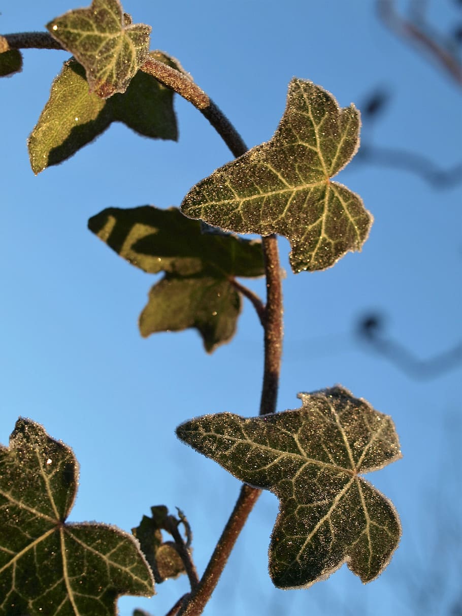 leaf, nature, flora, fall, tree, plant part, growth, close-up HD wallpaper