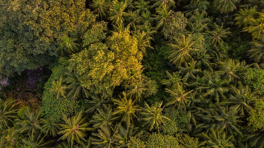 area view of trees, aerial shot of forest, greenery, drone view HD wallpaper