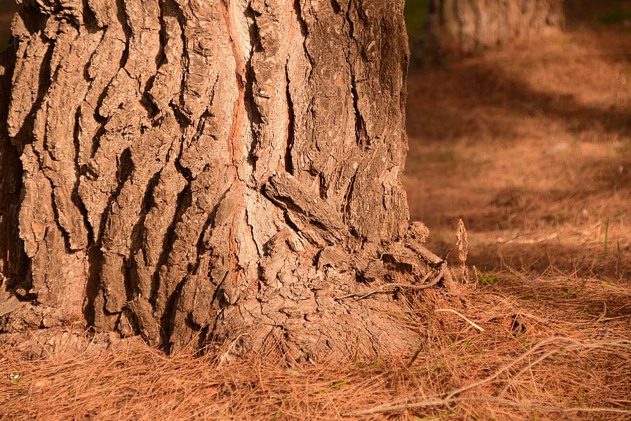 pine, log, forest floor, pine forest, pine needles, autumn HD wallpaper