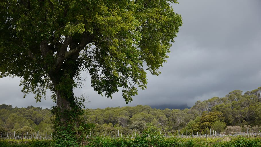Tree, Nature, Landscape, cloudy sky, clouds, foliage, outdoors HD wallpaper