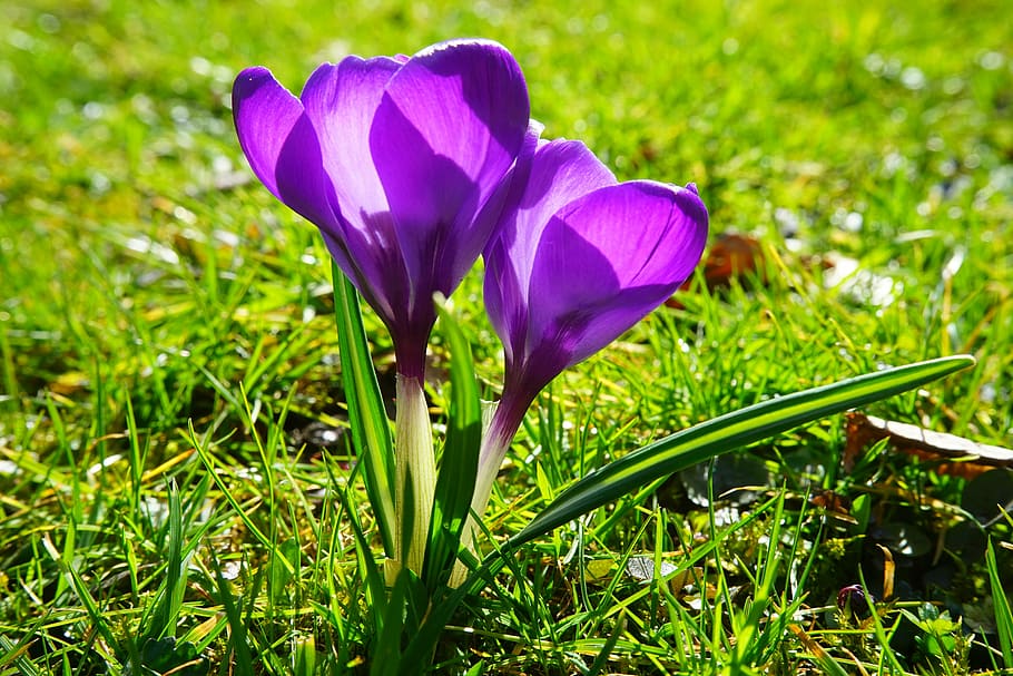 crocus, flower, spring, bühen, purple, blossom, bloom, spring flower