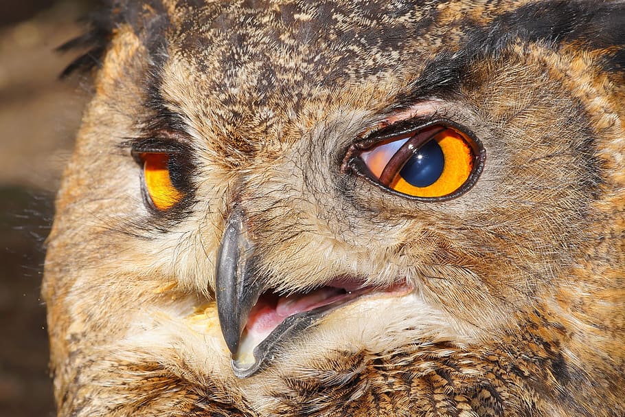 selective focus photography of brown owl's face, Eagle Owl HD wallpaper