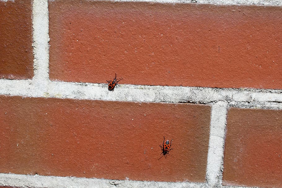 fire bug, animal, wall, insect, insect photo, nature, beetle HD wallpaper