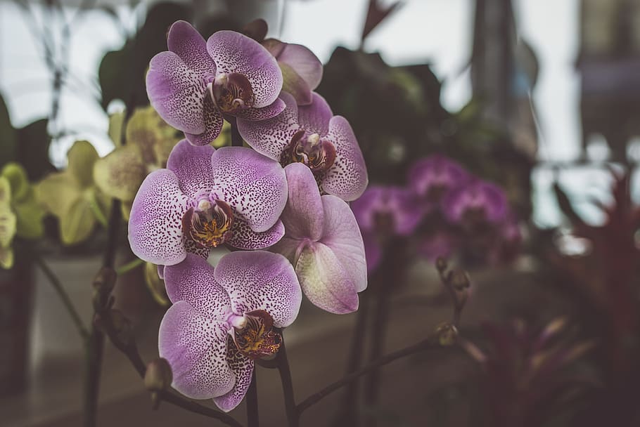 nature, flowers, garden, petals, background, beautiful, bloom HD wallpaper
