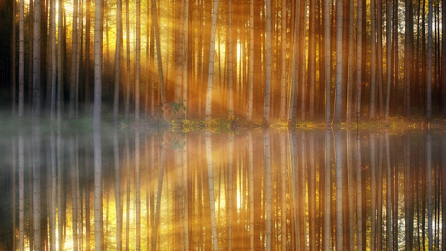 sunlight passed through birch trees beside the river, pattern HD wallpaper