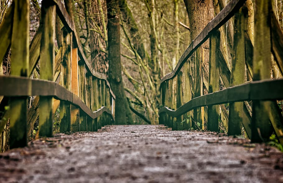 green and brown wooden bridge under trees at daytime, web, railing HD wallpaper