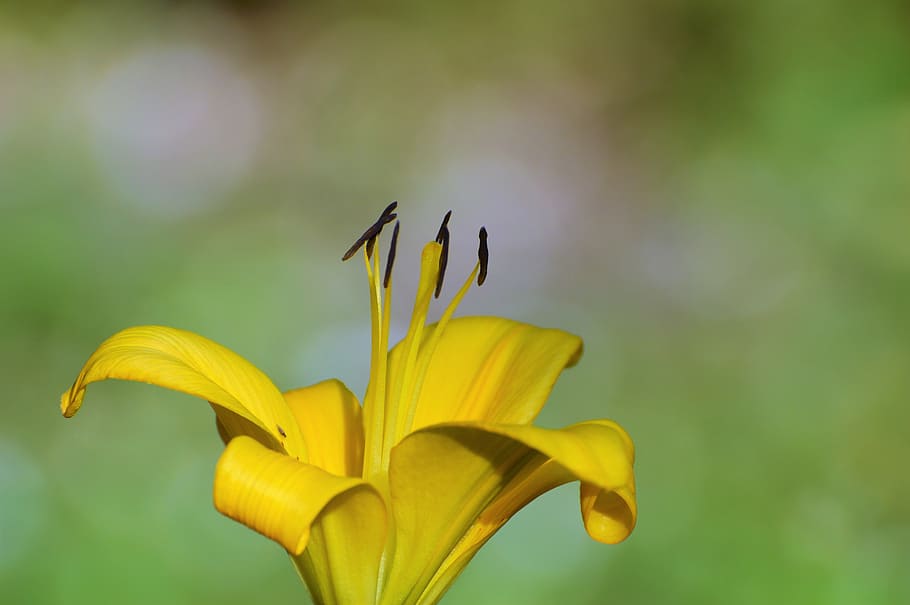 lily, flower, iris, blossom, bloom, plant, yellow, nature, flowering plant HD wallpaper
