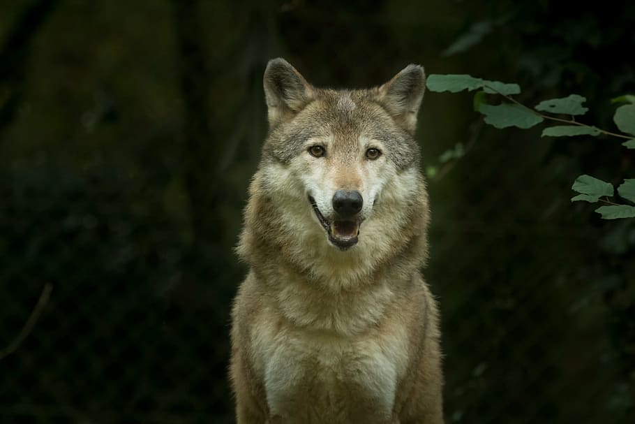 white and gray wolf during daytime, captivity, animal, carnivore HD wallpaper