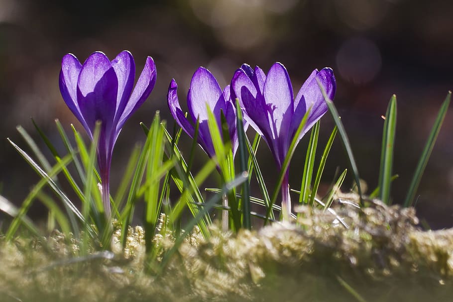 selective focus photography of purple petaled flower, spring HD wallpaper