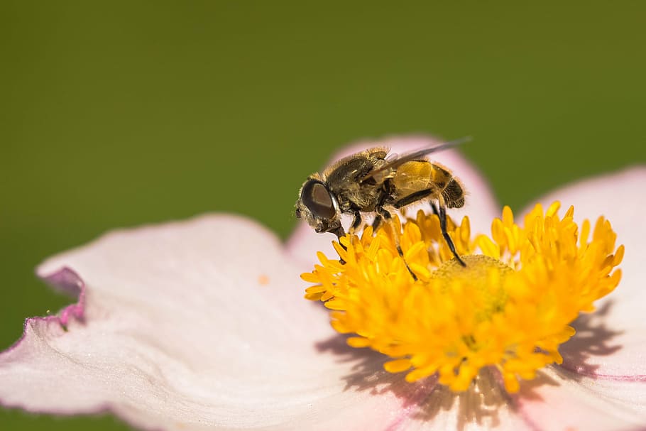 hover fly, collect nectar, nectar search, blossom, bloom, pink HD wallpaper