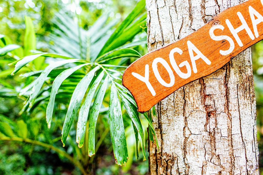 brown and white yoga hanging signboard, Yoga Sale signage on brown tree HD wallpaper